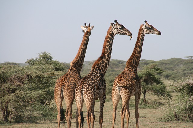 Quanti metri è alta una giraffa