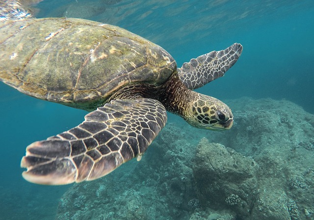 Quanto tempo vive una tartaruga di mare