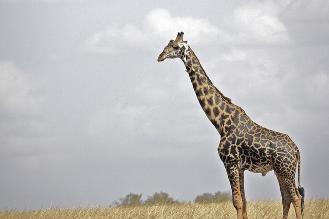 Quanto misura il collo di una giraffa