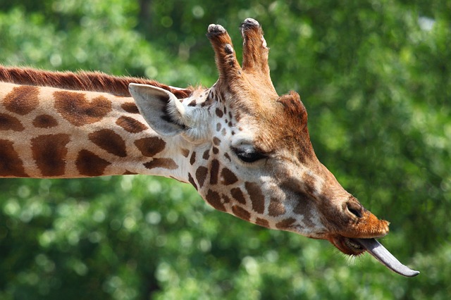 Quanto misura la lingua delle giraffe