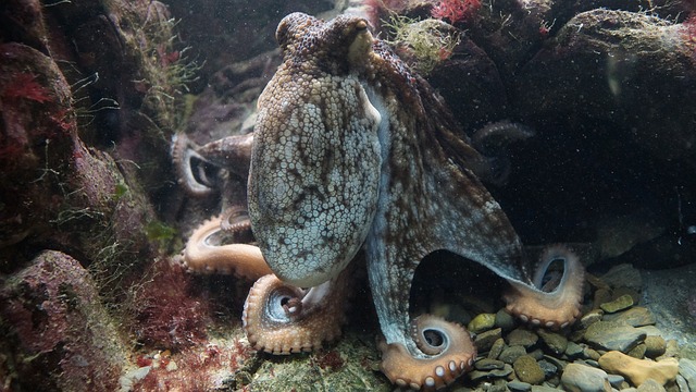 Quanti sono i cervelli di un pulpo
