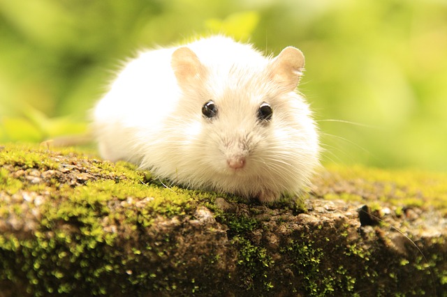 Numero di cuccioli per porcellino d'india