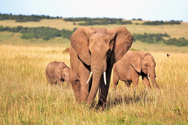 Quantità di denti di un elefante