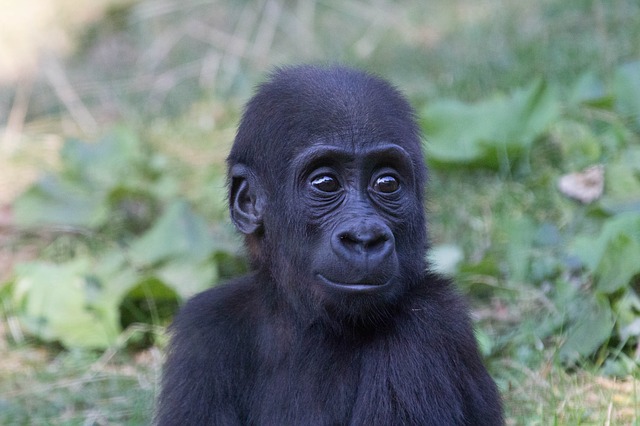 Quanti sono i denti del gorilla