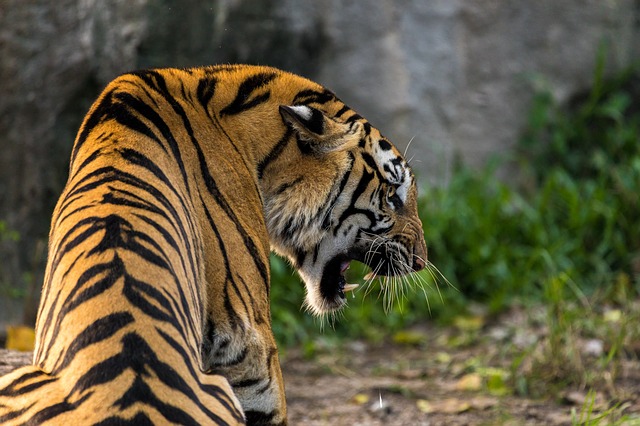Quanti sono i denti della tigre