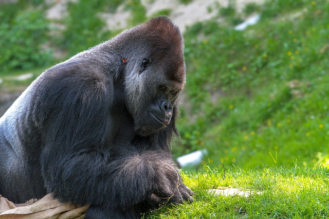 Quantità di gorilla sulla Terra
