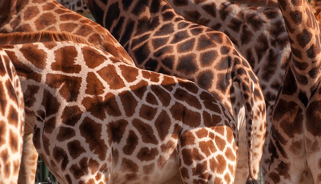 Quante sono le macchie delle giraffe