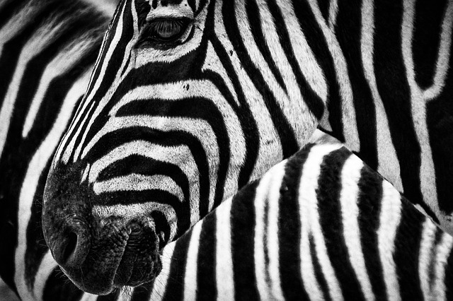 Quante sono le strisce delle zebre