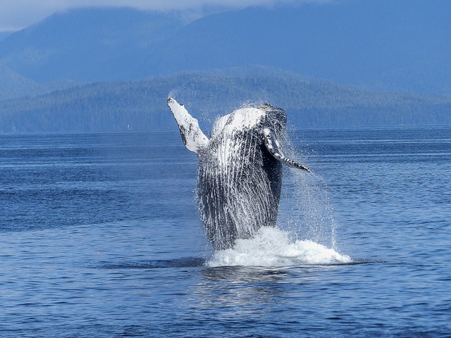 Quanto pesa una balena Quante tonnellate pesa una balena 