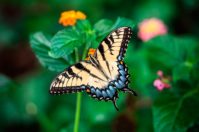 Quanto tempo vive una farfalla comune