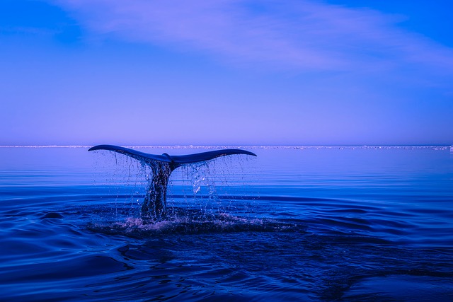 Specie di balena