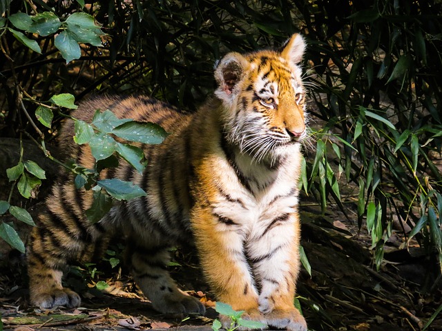Quante Specie Di Tigre Esistono Quanti Tipi Di Tigre Ci Sono Nel Mondo