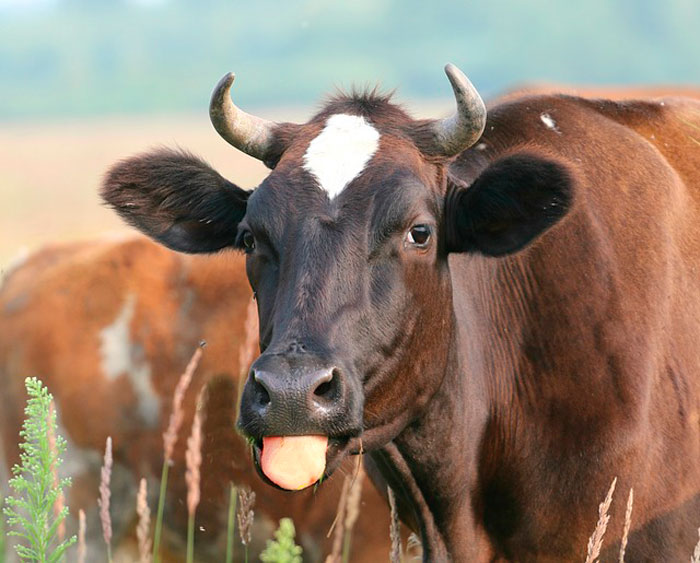 Quanto misura la lingua della mucca