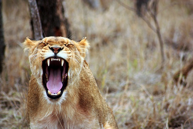 Quanti sono i denti dei leoni